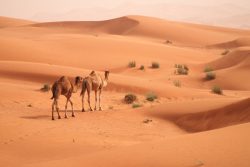 MYD_My-Dubai_Holidays_900x600_camel -